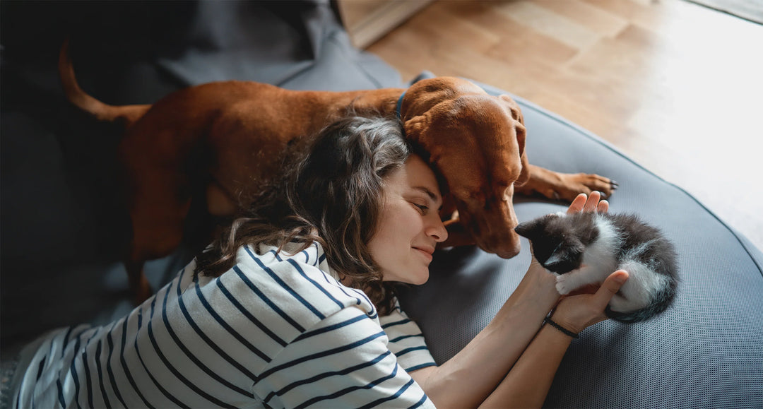 Which Is Better: Grooming Your Pet at Home or Taking Them to a Pet Salon?