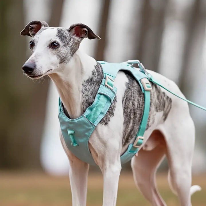 GoFurly Dog Harness and Leash Set No-Pull Design