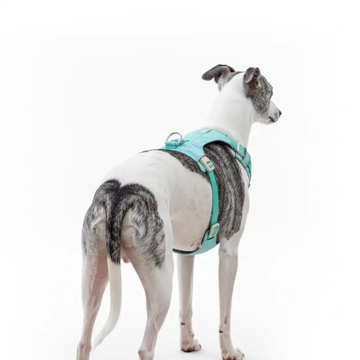 GoFurly Dog Harness and Leash Set No-Pull Design