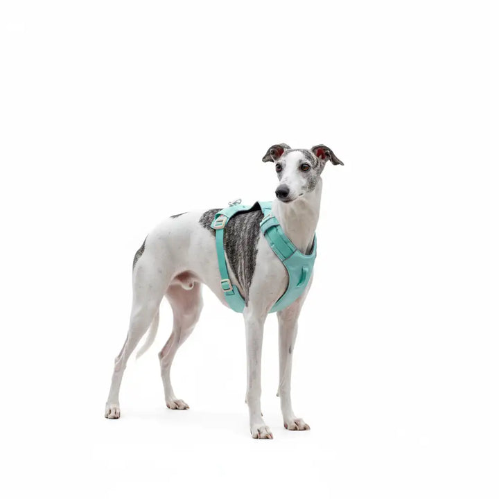 GoFurly Dog Harness and Leash Set No-Pull Design